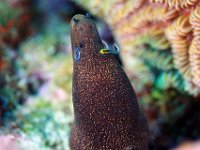 This Goldentail Moray has a cleaner Goby on him